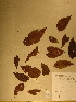  (Julbernardia seretii - GiD1499)  @11 [ ] No Rights Reserved  NRR Unspecified