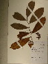  (Rhabdophyllum calophyllum - GiD1490)  @11 [ ] No Rights Reserved  NRR Unspecified