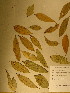  (Anisophyllea sp. 1 - GiD0923)  @11 [ ] No Rights Reserved  NRR Unspecified
