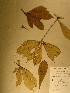  (Englerophytum - GiD0925)  @11 [ ] No Rights Reserved  NRR Unspecified