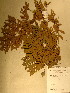  (Plagiosiphon - GiD0926)  @11 [ ] No Rights Reserved  NRR Unspecified