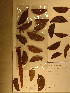  (Aphanocalyx - GiD1072)  @13 [ ] No Rights Reserved  NRR Unspecified