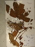  (Gilbertiodendron unijugum - GiD1407)  @11 [ ] No Rights Reserved  NRR Unspecified