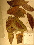  (Oddoniodendron - GiD1285)  @11 [ ] No Rights Reserved  NRR Unspecified