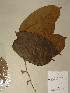  (Cleistanthus letouzeyi - GiD1292)  @11 [ ] No Rights Reserved  NRR Unspecified