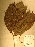  (Aphanocalyx margininervatus - GiD1286)  @12 [ ] No Rights Reserved  NRR Unspecified