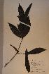  (Rothmannia hispida - Rothhisp_P4792)  @11 [ ] No Rights Reserved  NRR Unspecified