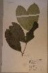  (Tricalysia achoundongiana - Tricacho_P4805)  @11 [ ] No Rights Reserved  NRR Unspecified