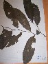  ( - MPADN0012)  @11 [ ] No Rights Reserved  Unspecified Unspecified