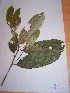  (Chrysophyllum subdunum - MPADN0323)  @11 [ ] No Rights Reserved  Unspecified Unspecified