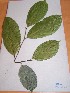 (Microdesmis afrodecandra - MPADN0326)  @11 [ ] No Rights Reserved  Unspecified Unspecified