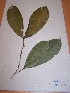 (Rhabdophyllum sp - MPADN0330)  @11 [ ] No Rights Reserved  Unspecified Unspecified