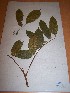  ( - MPADN0029)  @11 [ ] No Rights Reserved  Unspecified Unspecified