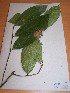  (Microdesmis sp - MPADN0347)  @11 [ ] No Rights Reserved  Unspecified Unspecified