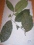  (Centroplacus - MPADN0163)  @11 [ ] No Rights Reserved  Unspecified Unspecified