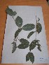  (Cryptosepalum sp - MPADN0370)  @11 [ ] No Rights Reserved  Unspecified Unspecified