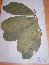  (Gilbertiodendron - MPADN0057)  @11 [ ] No Rights Reserved  Unspecified Unspecified