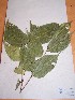  (Cleistanthus sp. 1 - MPADN0392)  @11 [ ] No Rights Reserved  Unspecified Unspecified