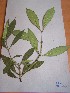  (Craterispermum sp - MPADN0396)  @11 [ ] No Rights Reserved  Unspecified Unspecified