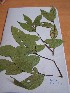  (Cleistanthus tetandra - MPADN0097)  @11 [ ] No Rights Reserved  Unspecified Unspecified