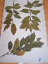  (Tricalysia pallens - MPADN0275)  @11 [ ] No Rights Reserved  Unspecified Unspecified