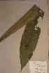  (Phyllobotryon - Phylspat_PM4800)  @11 [ ] No Rights Reserved  NRR Unspecified