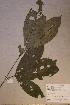  (Rinorea dentata - Rinodent_PM4830)  @11 [ ] No Rights Reserved  NRR Unspecified