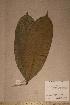  (Mammea - Mammafri_PM4833)  @11 [ ] No Rights Reserved  NRR Unspecified