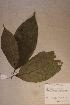  (Aulacocalyx talbotii - Aulatalb_PM4838)  @11 [ ] No Rights Reserved  NRR Unspecified