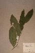  (Microdesmis puberula - Micrpube_PM4846)  @11 [ ] No Rights Reserved  NRR Unspecified