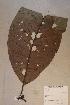  (Psychotria sp. 8 - Psycsp8_PM4853)  @11 [ ] No Rights Reserved  NRR Unspecified