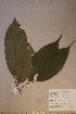  (Microcos coriacea - Micrcori_PM4856)  @11 [ ] No Rights Reserved  NRR Unspecified