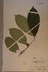  ( - Tricacho_PM4885)  @11 [ ] No Rights Reserved  NRR Unspecified