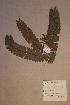  (Talbotiella - Talbeket_PM4893)  @11 [ ] No Rights Reserved  NRR Unspecified