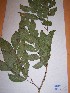  (Gabonius - MPADN0281)  @11 [ ] No Rights Reserved  Unspecified Unspecified