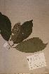  (Rinorea woermanniana - Rinocf _PM4913)  @11 [ ] No Rights Reserved  NRR Unspecified