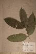  (Symphonia globulifera - Sympglob_PM4935)  @11 [ ] No Rights Reserved  NRR Unspecified