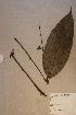  (Polysphaeria macrophylla - Polymacr_PM4940)  @11 [ ] No Rights Reserved  NRR Unspecified