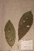  (Dacryodes klaineana - Dacrklai_PM4972)  @11 [ ] No Rights Reserved  NRR Unspecified