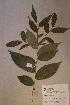  ( - Anissoro_PM4989)  @11 [ ] No Rights Reserved  NRR Unspecified