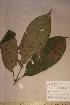  (Chrysophyllum sp - Chryspnov_PM4999)  @11 [ ] No Rights Reserved  NRR Unspecified