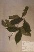  (Aulacocalyx caudata - Aulacaud_PM5000)  @11 [ ] No Rights Reserved  NRR Unspecified