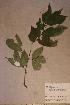  (Rinorea lepidobotrys - Rinolepi_PM5017)  @11 [ ] No Rights Reserved  NRR Unspecified