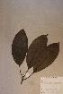  ( - Psycdoro_PM5019)  @11 [ ] No Rights Reserved  NRR Unspecified