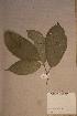  ( - Maesstau_PM5039)  @11 [ ] No Rights Reserved  NRR Unspecified