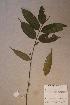  (Endodesmia - Endocalo_PM5040)  @11 [ ] No Rights Reserved  NRR Unspecified