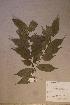  (Carpolobia lutea - Carplute_PM5050)  @11 [ ] No Rights Reserved  NRR Unspecified