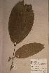  (Berlinia auriculata - Berlauri_PM5062)  @11 [ ] No Rights Reserved  NRR Unspecified