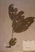  ( - Eriocoe_PM5067)  @11 [ ] No Rights Reserved  NRR Unspecified