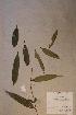  ( - Endocalo_PM5068)  @11 [ ] No Rights Reserved  NRR Unspecified